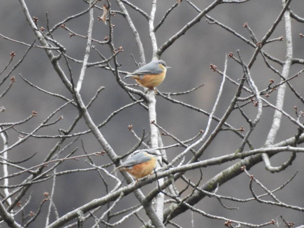 Picchio muratore (Sitta europaea)